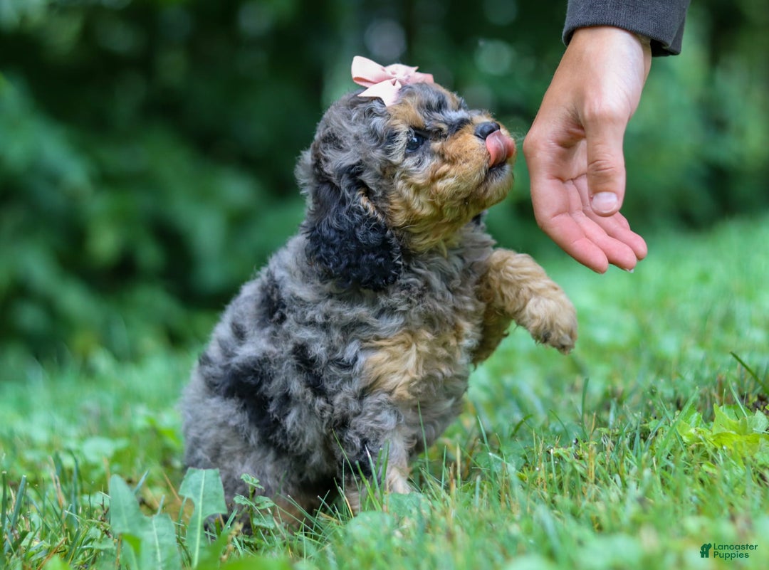 Cockapoo dogs for sale: Angela - Image 14