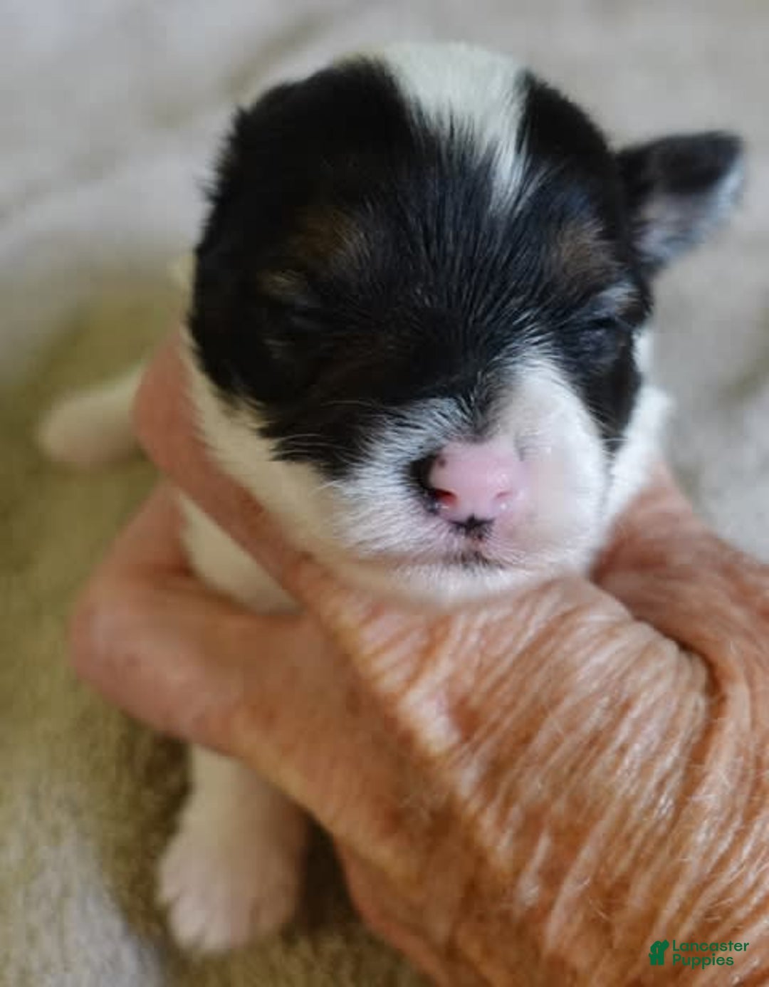 Yorkshire Terrier dogs for sale: Pappy Parti Girl - Image 6