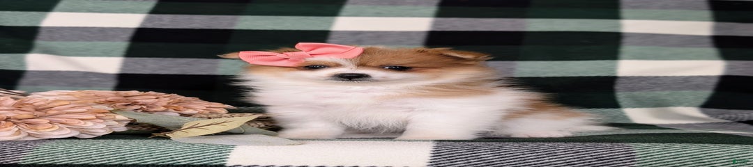Chloe Toy Size