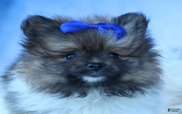 Pomeranian dogs for sale: Bobby - Image 9