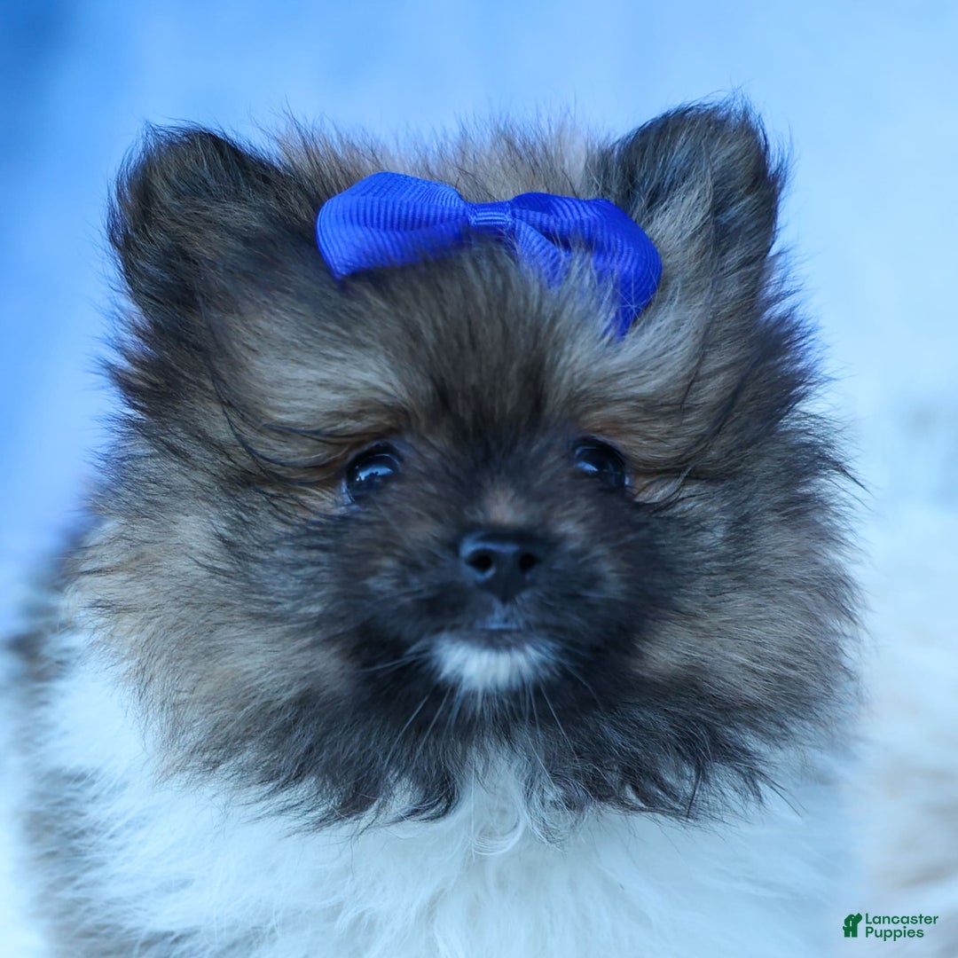 Pomeranian dogs for sale: Bobby - Image 9
