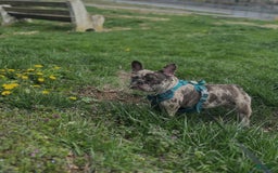 French Bulldog dogs for sale: Chloe🌸 - Image 6