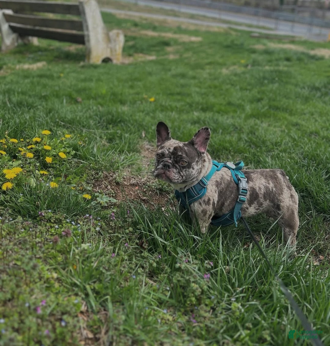 French Bulldog dogs for sale: Chloe🌸 - Image 6