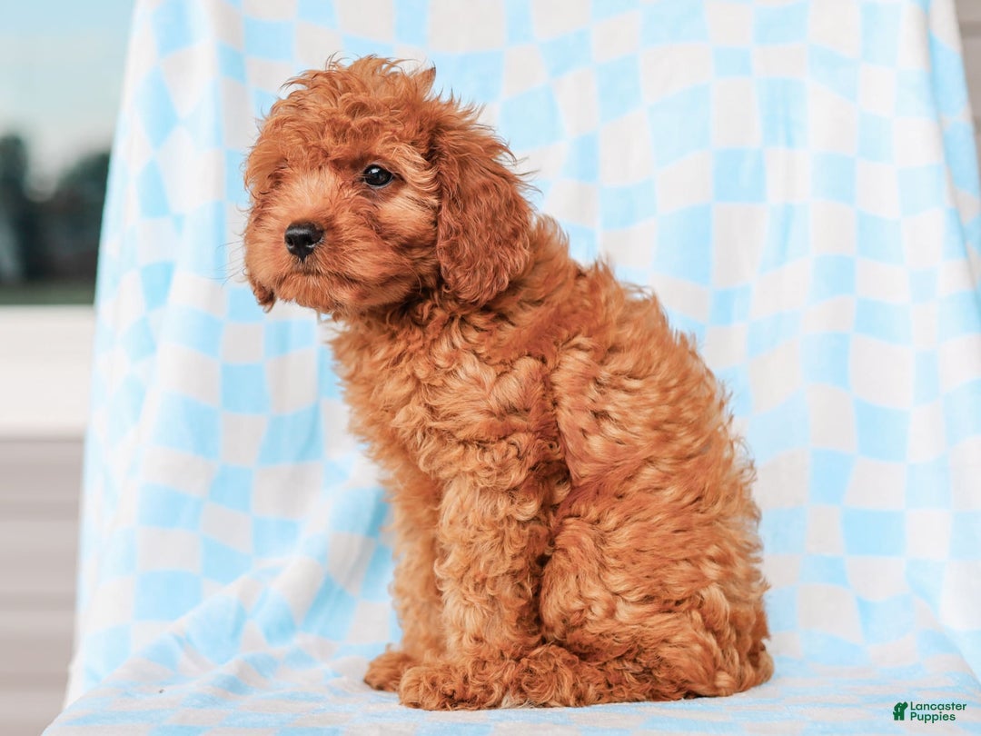Cavapoo dogs for sale: Brady - Image 5