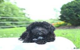 Toy Poodle dogs for sale: Kassia - Image 2