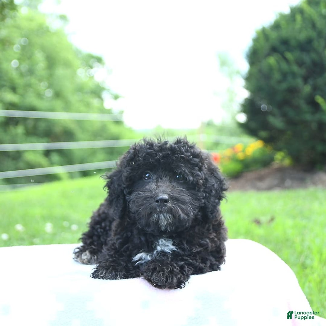 Toy Poodle dogs for sale: Kassia - Image 2