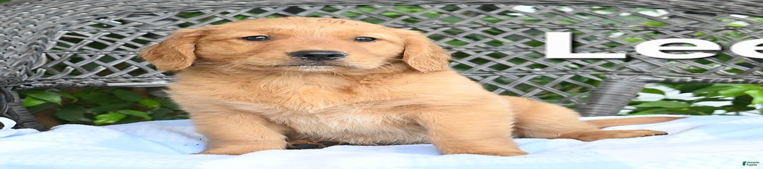 Lee