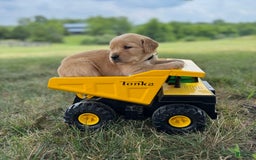 Golden Retriever dogs for sale: Molly - Image 1