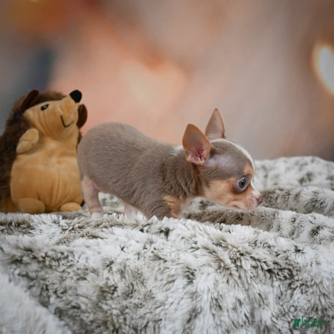 Chihuahua dogs for sale: Lola - Image 6