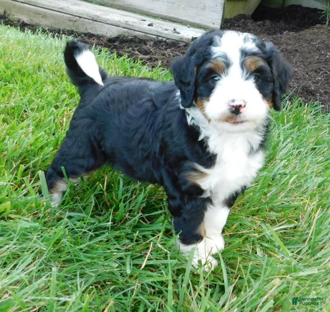 Mini Bernedoodle dogs for sale: Tommy - Image 7