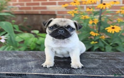 Pug dogs for sale: Bella - Image 3