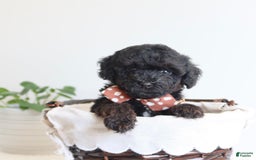 Toy Poodle dogs for sale: Gabe - Image 1