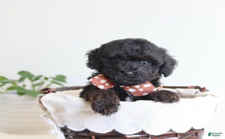 Toy Poodle dogs for sale - Ad 5