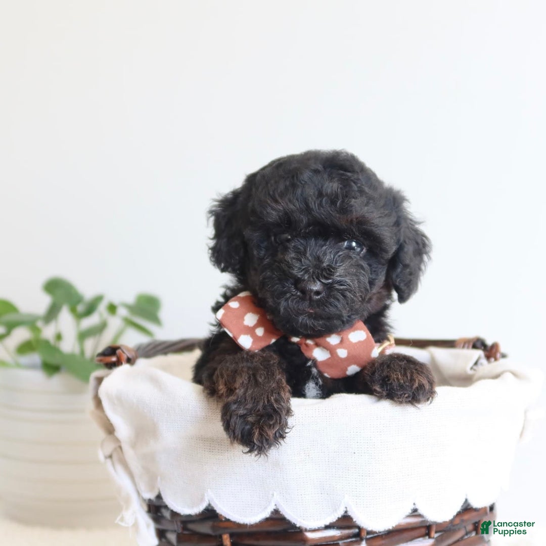 Toy Poodle dogs for sale: Gabe - Image 1