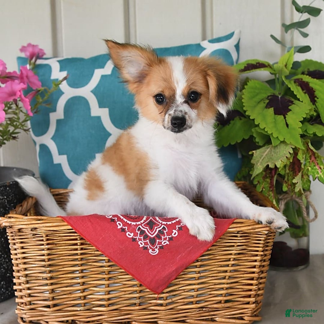Papillon dogs for sale: Alex - Image 5