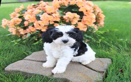 Cavapoo dogs for sale: Connie - Image 3