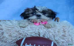 Shih Tzu dogs for sale: Bethany - Image 1