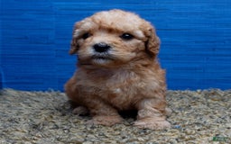 Cavapoo dogs for sale: Luke - Image 8