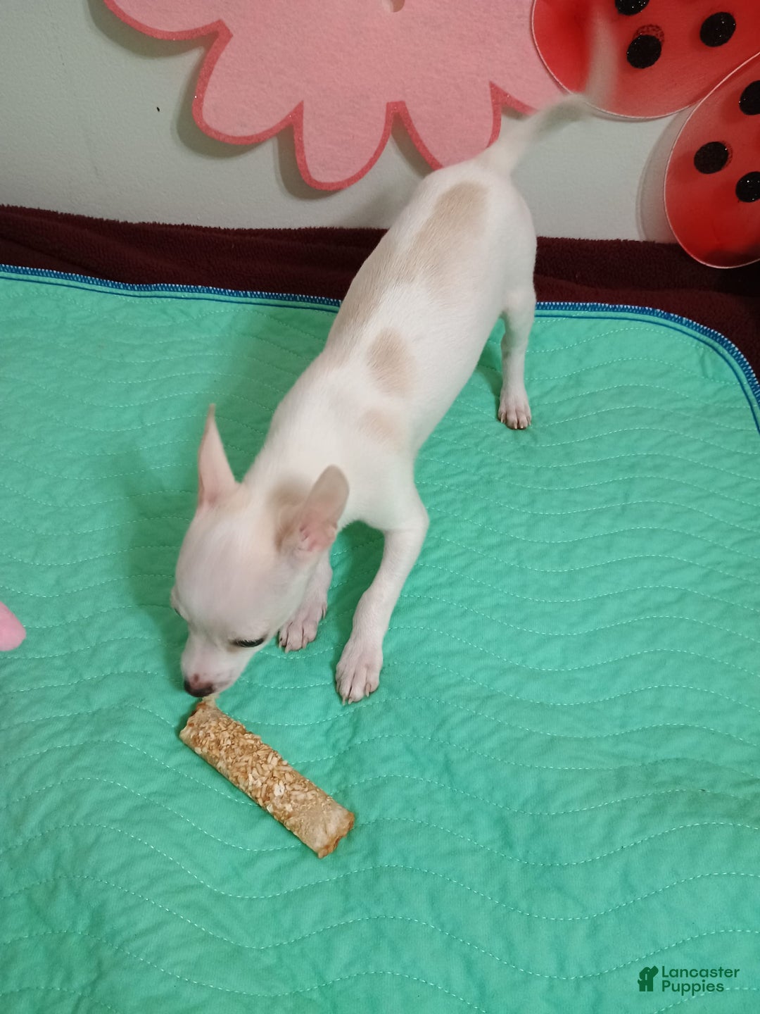 Chihuahua dogs for sale: Butters. Toy - Image 5