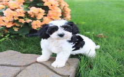 Cavapoo dogs for sale: Connie - Image 4