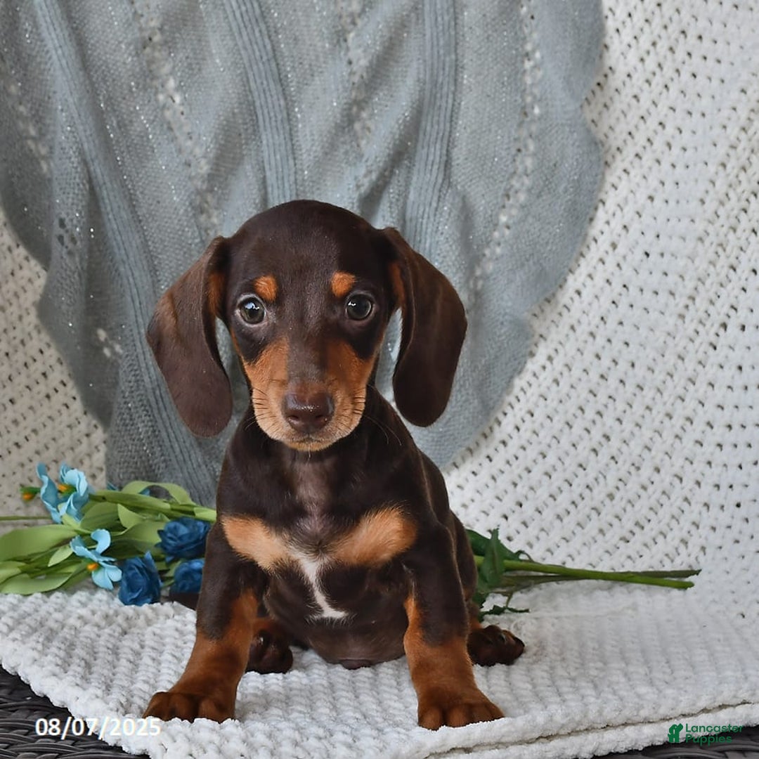 Miniature Dachshund dogs for sale: Miniature Dachshund 6 puppies - Image 12