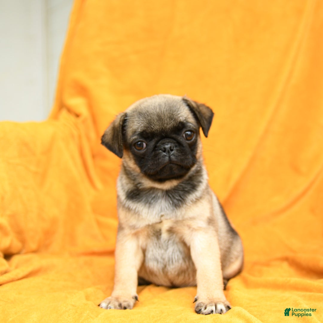 Pug dogs for sale: Pug 6 puppies - Image 18