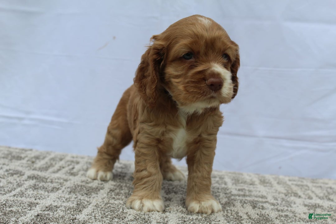 Cocker Spaniel dogs for sale: Scout - Image 5