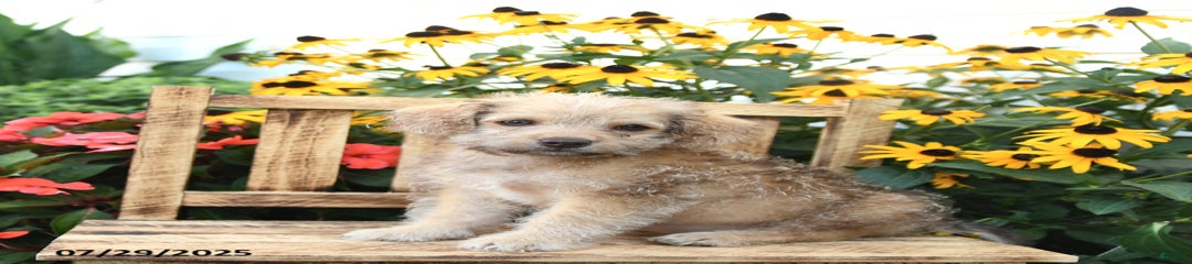 Teddy