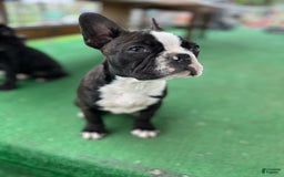 Frenchton dogs for sale: Sebastian - Image 3