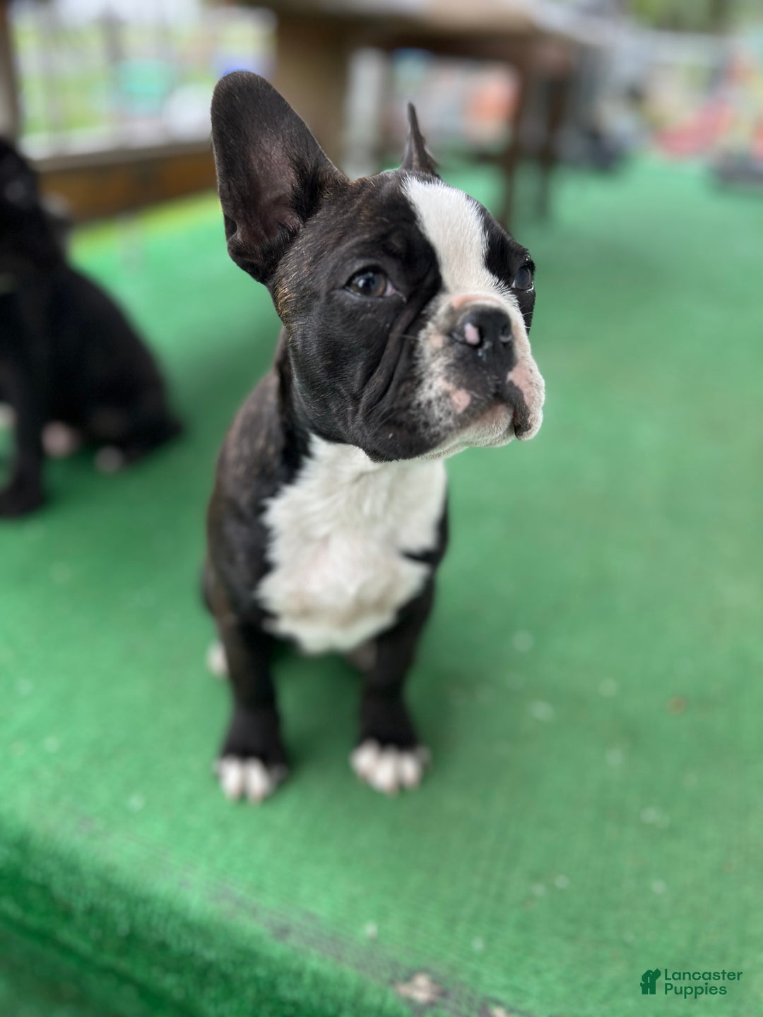 Frenchton dogs for sale: Sebastian - Image 3