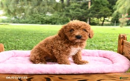 Miniature Poodle dogs for sale: Angel - Image 2
