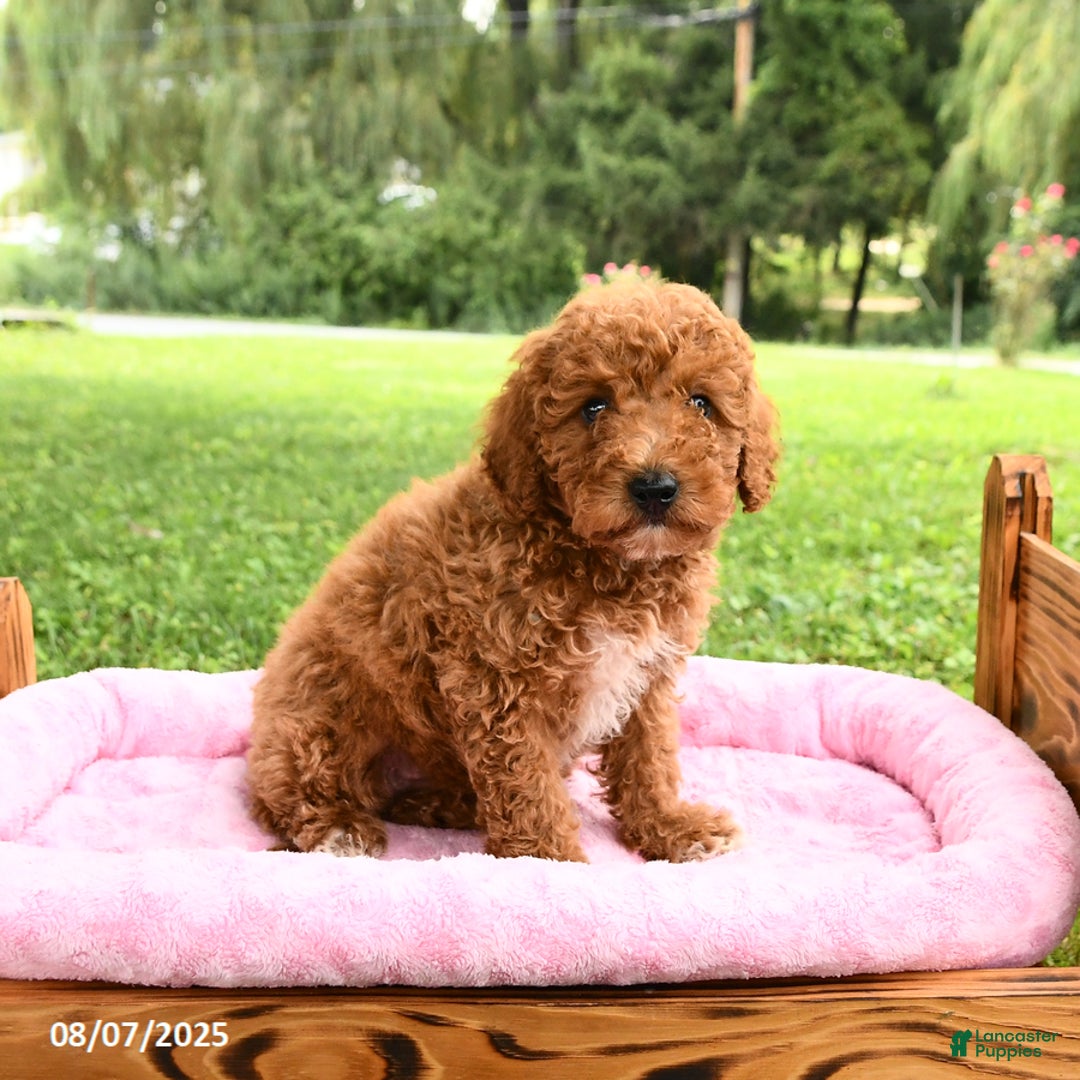 Miniature Poodle dogs for sale: Angel - Image 2