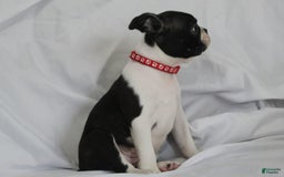 Boston Terrier dogs for sale: Luca - Image 1
