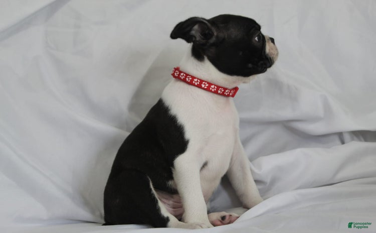 Boston Terrier dogs for sale - Ad 2