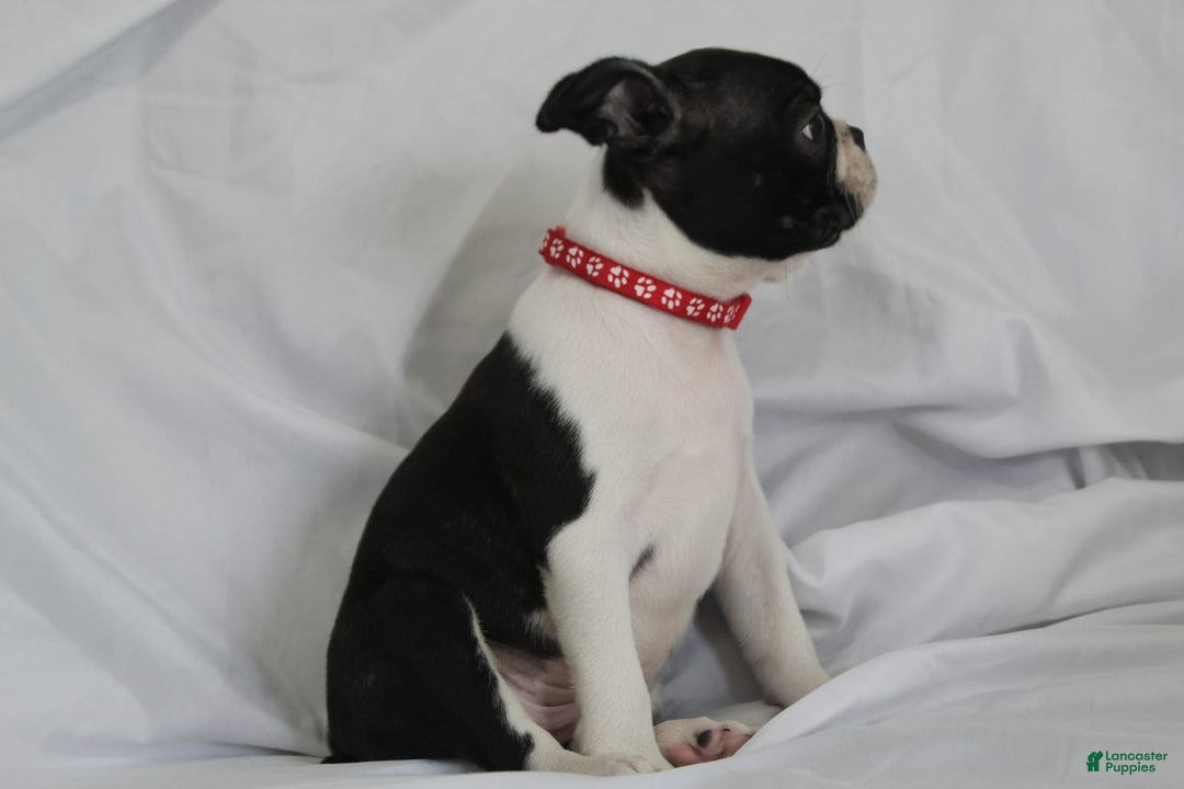 Boston Terrier dogs for sale: Luca - Image 1