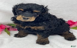 Standard Poodle dogs for sale: Emily - Image 5