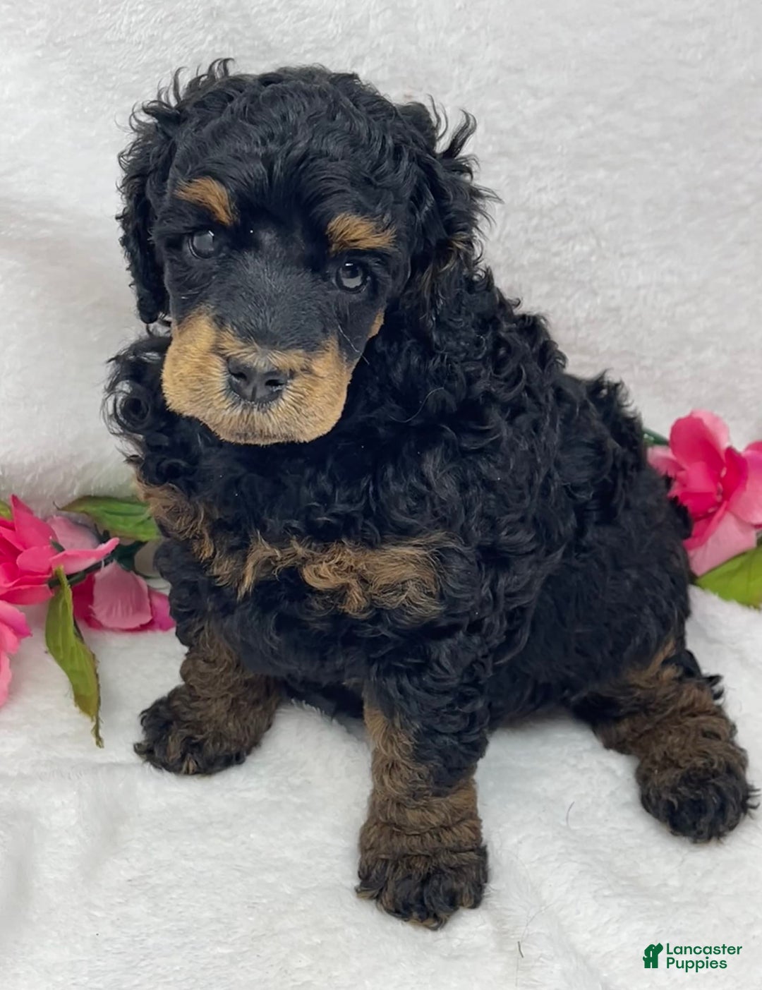 Standard Poodle dogs for sale: Emily - Image 5