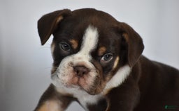 Beabull dogs for sale: Winston - Image 15