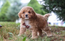 Maltipoo dogs for sale: Tobias - Image 5