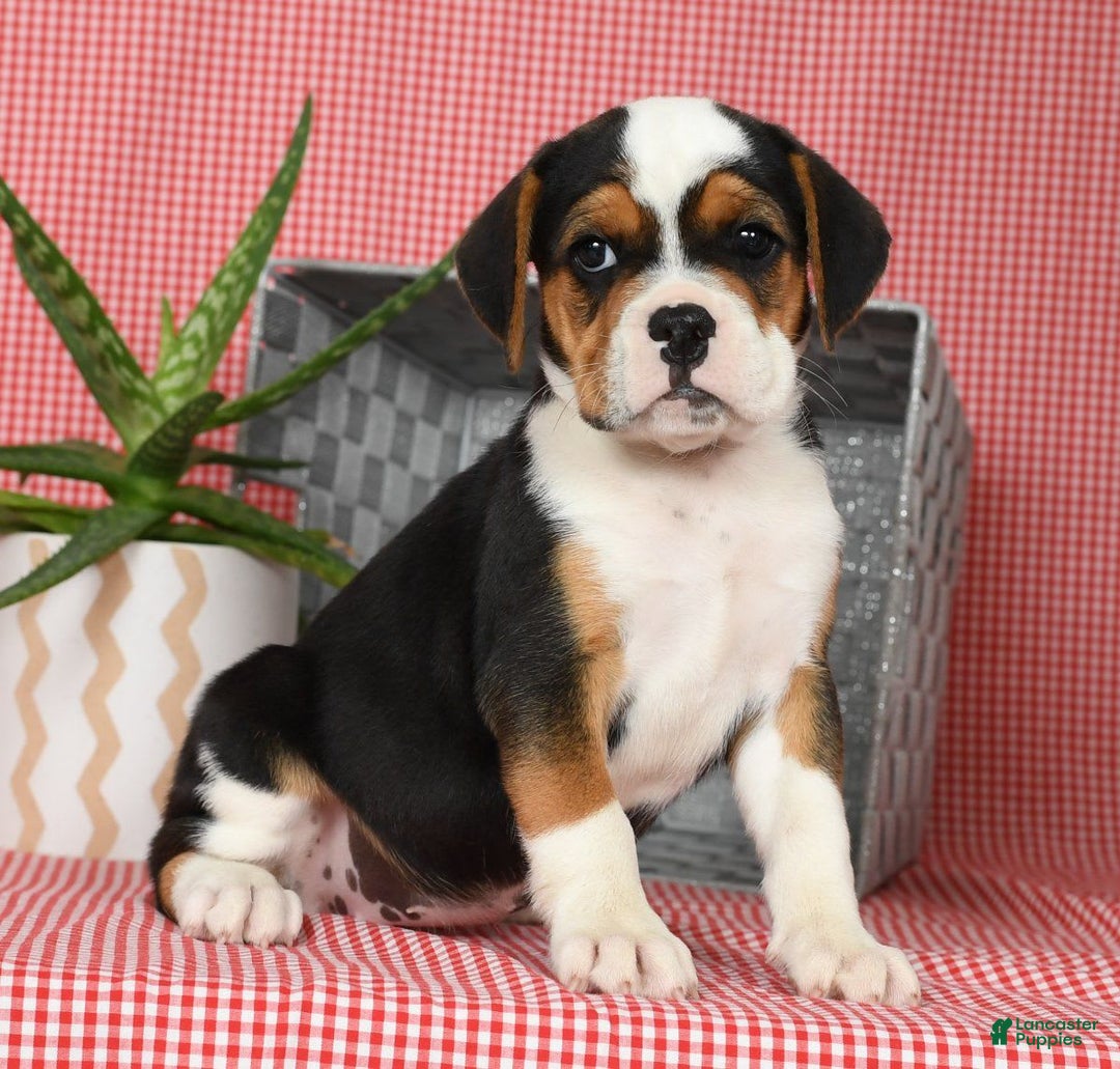 Beabull dogs for sale: Winnie - Image 7