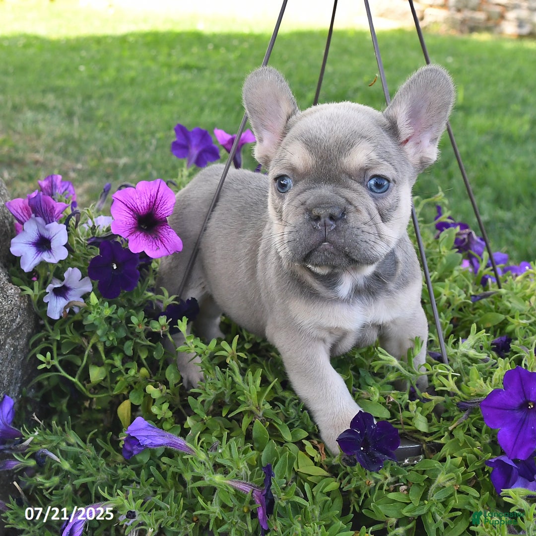 French Bulldog dogs for sale: Felix - Image 2