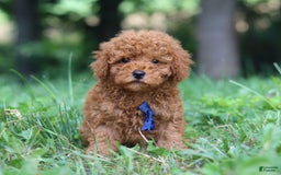 Miniature Poodle dogs for sale: Ripley - Image 4
