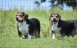Beabull dogs for sale: Winston - Image 19