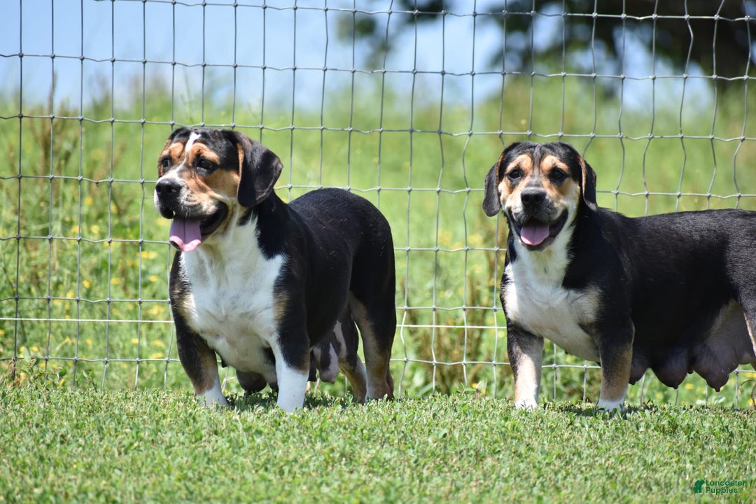 Beabull dogs for sale: Winston - Image 19