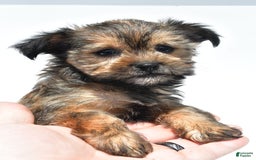 Morkie dogs for sale: Cassidy - Image 7