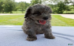 Miniature Poodle dogs for sale: Benson - Image 5