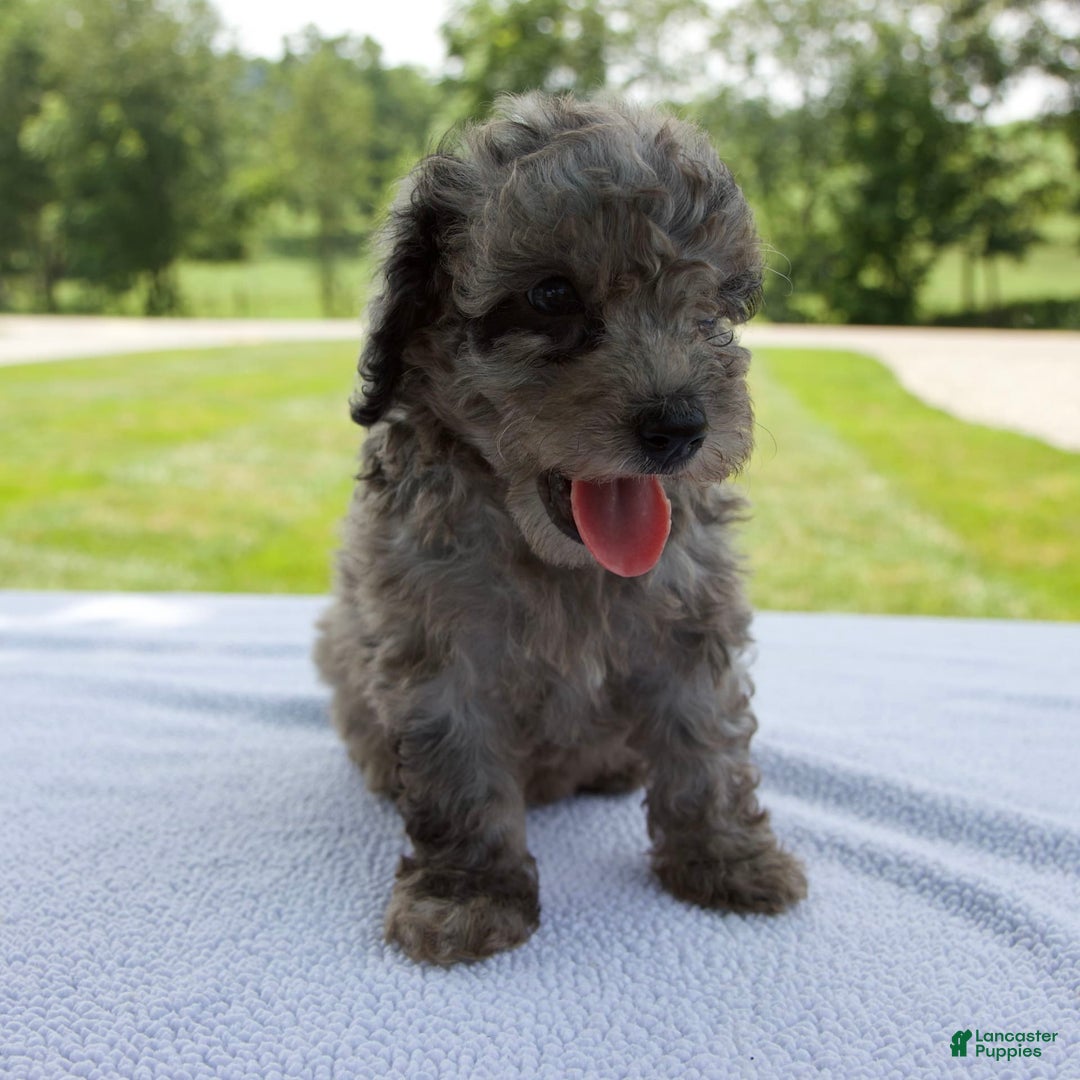 Miniature Poodle dogs for sale: Benson - Image 5