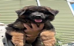 German Shepherd dogs for sale: Diesel - Image 6