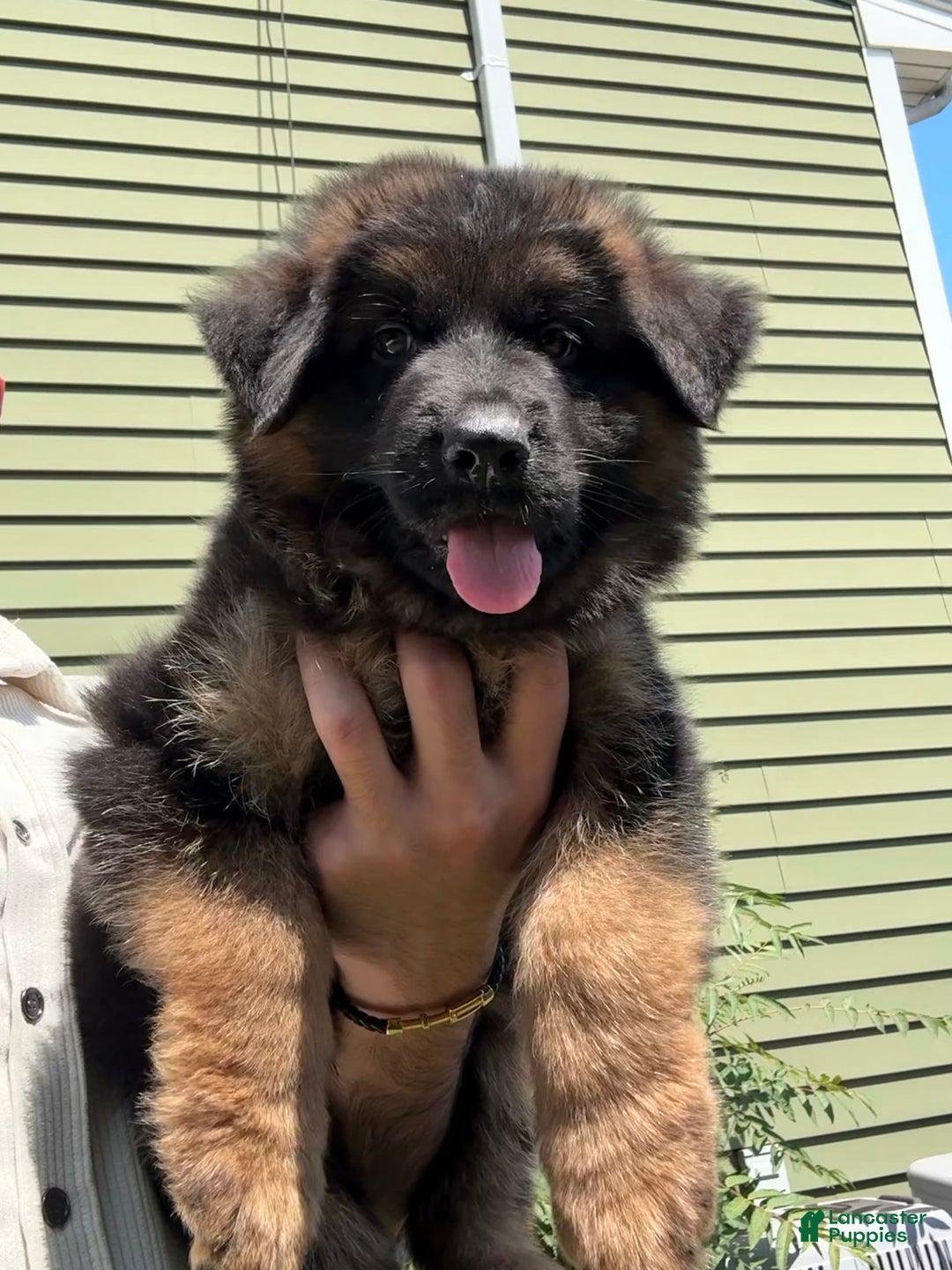 German Shepherd dogs for sale: Diesel - Image 6