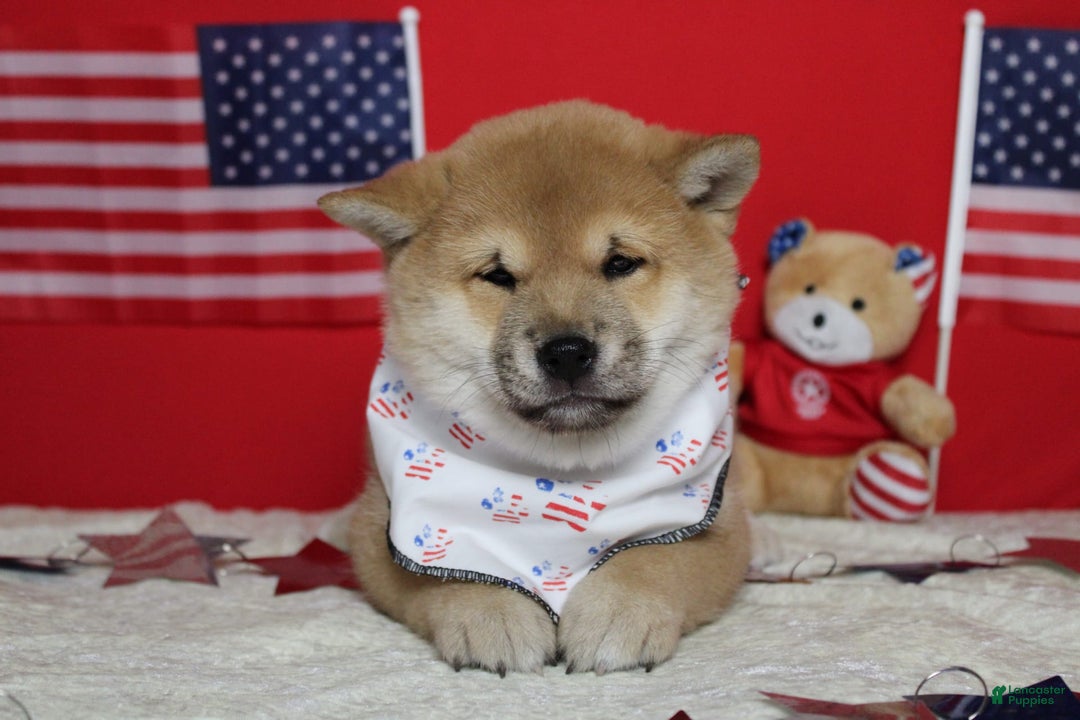 Shiba Inu dogs for sale: Larry - Image 40